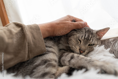 可愛い猫を撫でる サバトラ猫