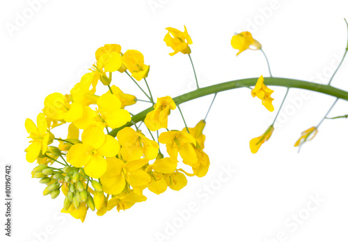 A close-up of bright yellow canola flowers, showcasing their delicate petals and green stems, isolated on a white background, transparent PNG