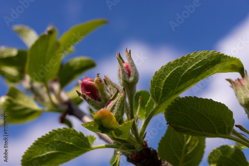Flower buds, flowers and green young leaves on a branch of a blooming apple tree. Close-up of pink buds and blossoms of an apple tree on a blurred background in spring. Selective focus