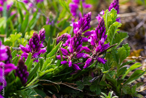 Polygala vulgaris, known as the common milkwort, is a herbaceous perennial plant of the family Polygalaceae. Polygala vulgaris subsp. oxyptera, Polygalaceae. Wild plant shot in summer photo