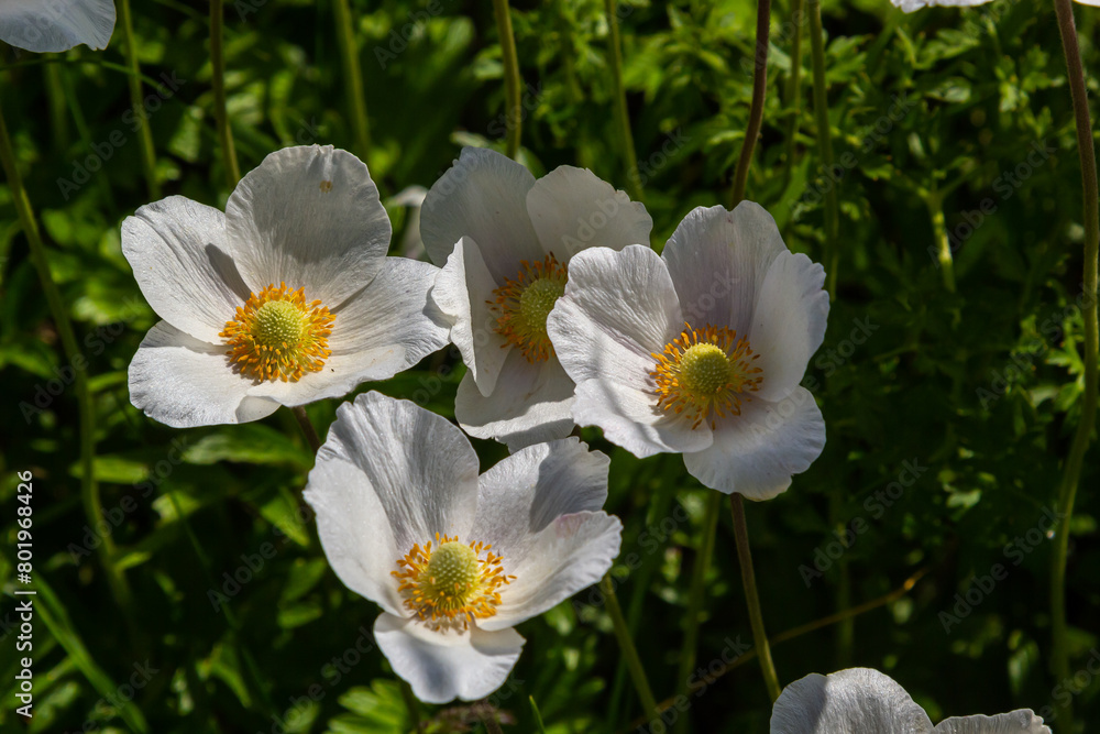 White spring flowers in green grass lawn. White anemone flowers. Anemone sylvestris, snowdrop anemone, windflower White spring flowers in green grass lawn. White anemone flowers. Anemone sylvestris, snowdrop anemone, windflower