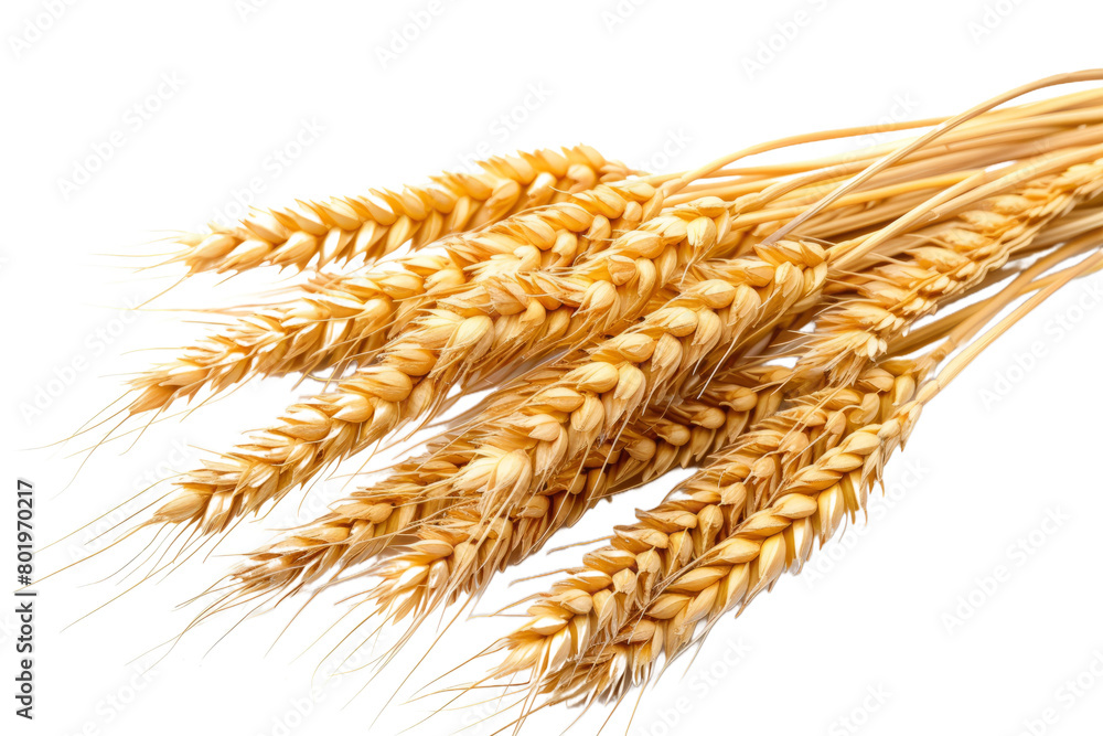 Wheat ears isolated on transparent background With clipping path. cut out. 3d render Wheat ears isolated on transparent background With clipping path. cut out. 3d render