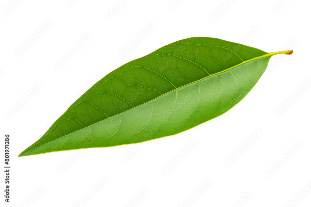 Fototapeta premium Whispering Green Serenity. On a White or Clear Surface PNG Transparent Background.