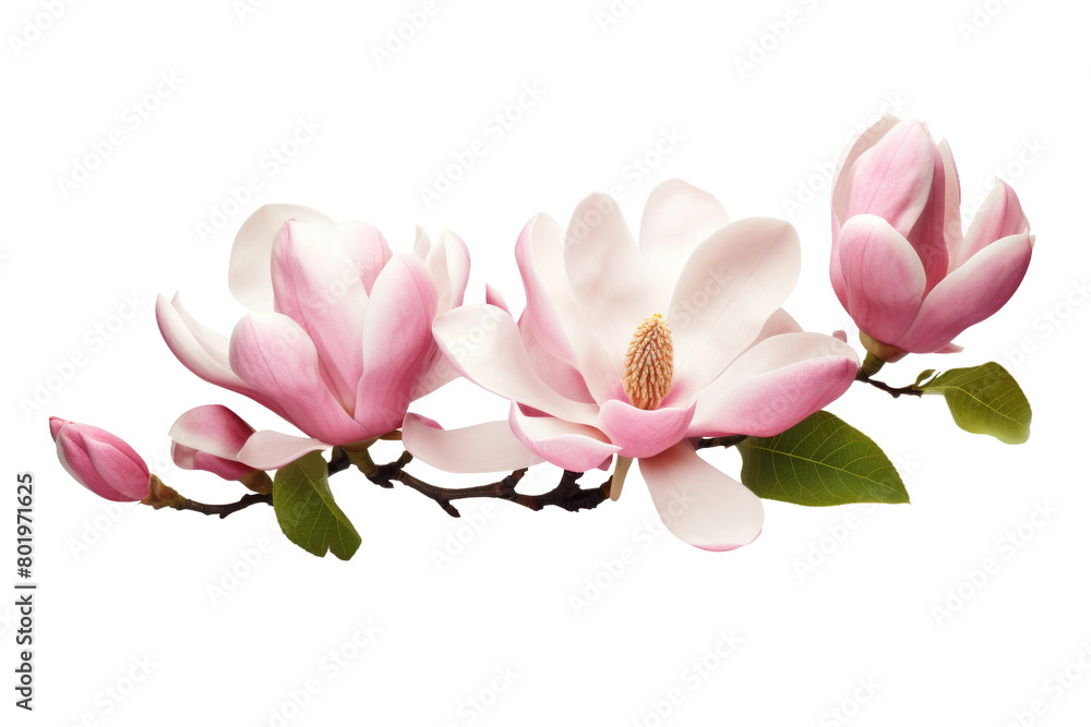 Whispers of Pink Elegance. On a White or Clear Surface PNG Transparent Background. Whispers of Pink Elegance. On a White or Clear Surface PNG Transparent Background.