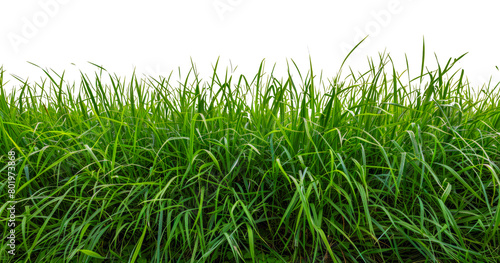 Vibrant green grass patch  cut out - stock png.
