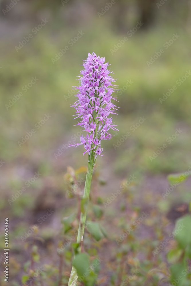 Naked man orchid or the Italian orchid (Orchis italica), is a species of orchid native to the Mediterranean Naked man orchid or the Italian orchid (Orchis italica), is a species of orchid native to the Mediterranean