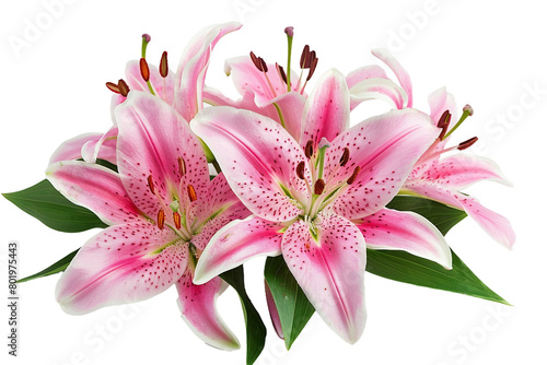 Lily Bouquet On Transparent Background.