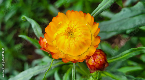 фотографія Straw flower or everlasting daisy