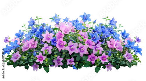 Campanula. Cut out blue and pink flowers, Flower bed isolated on white background, Bush for garden design or landscaping, High quality clipping mask,Blurry Flower and natural bokeh for Background 