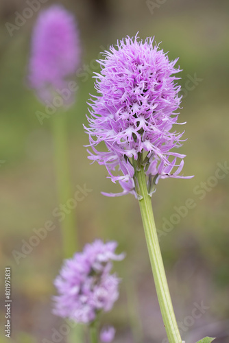 Naked man orchid or the Italian orchid  Orchis italica   is a species of orchid native to the Mediterranean