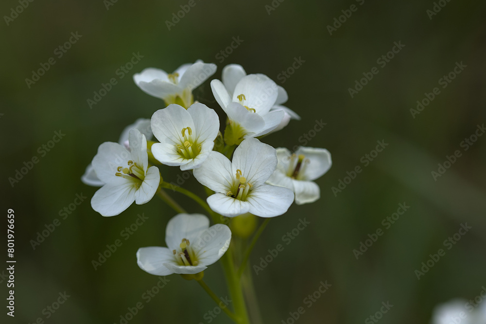 white flowers photographed close-up on a blurred background white flowers photographed close-up on a blurred background