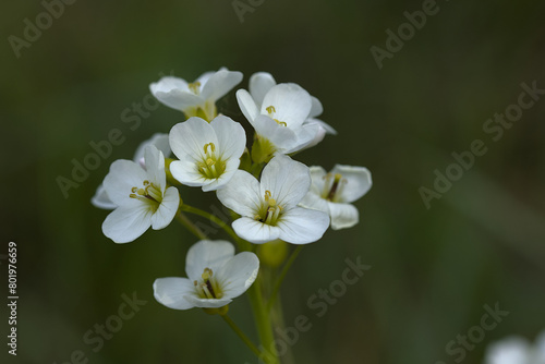 white flowers photographed close-up on a blurred background