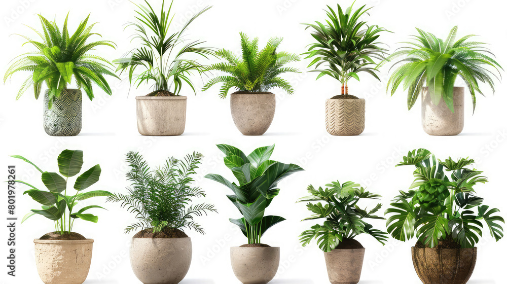 Set of different houseplants in flower pots on white background, banner design,Beautiful trees in pots. Beautiful tree on a white background, It is convenient to cut and combine with other tasks
