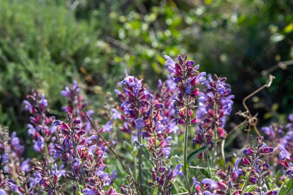 Naklejka premium Salvia officinalis, the common sage or sage, is a perennial, evergreen subshrub, with woody stems, grayish leaves, and blue to purplish flowers.