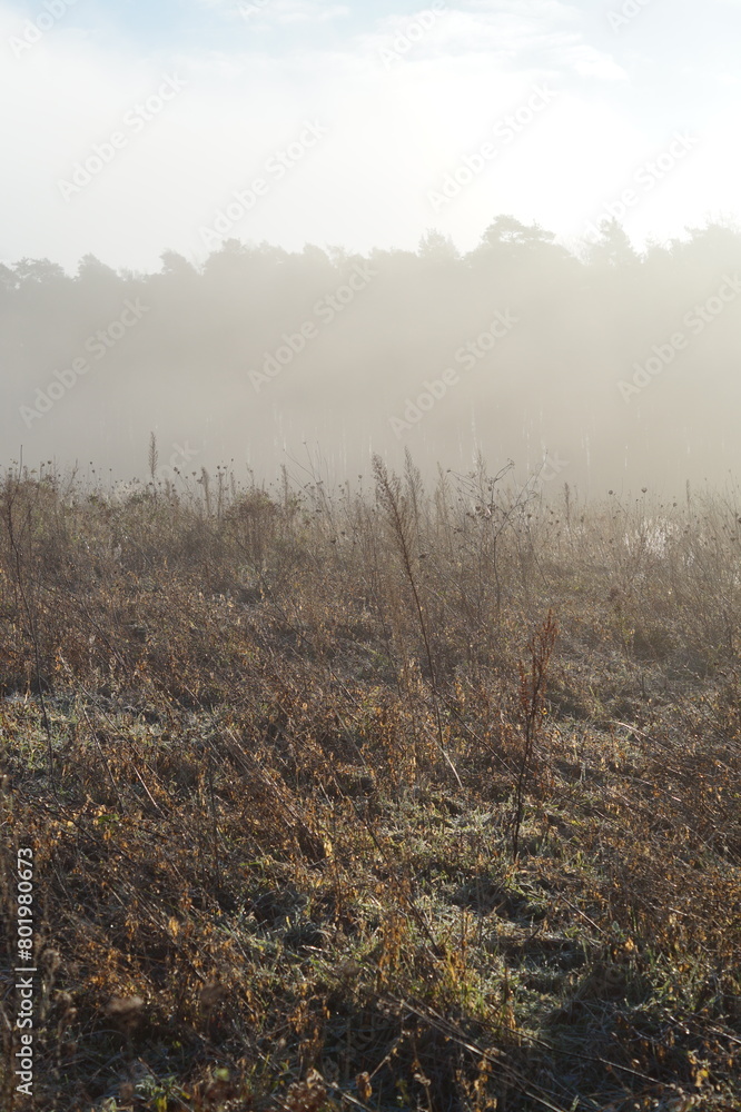 Fototapeta premium misty morning fields forest
