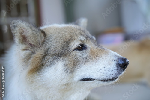 Close up to one side face a dog