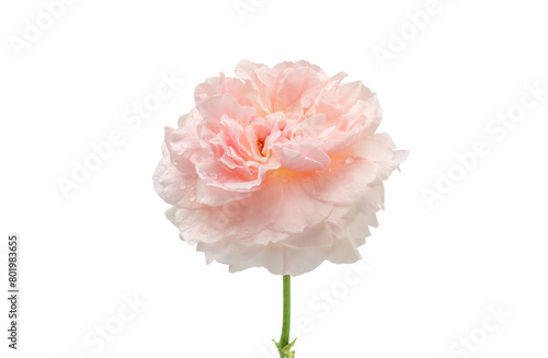Pink rose flower on a white background.