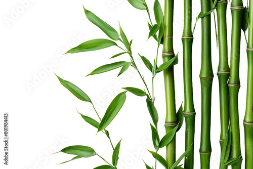 Sea Bamboo On Transparent Background.