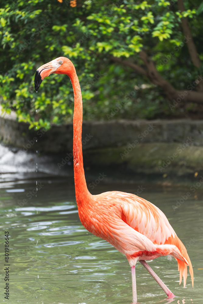a group of flamingos standing in a pond