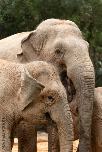 Photography Two elephants standing together
