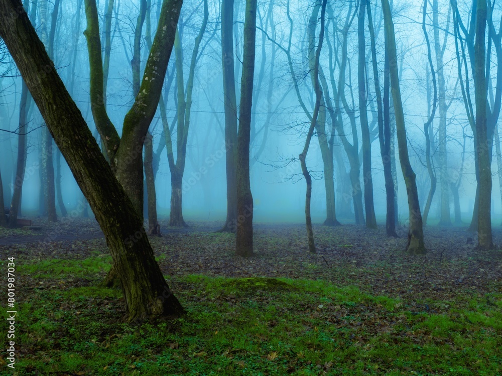 Atmospheric morning forest in late autumn in fog in blue tones. Mysterious landscape.