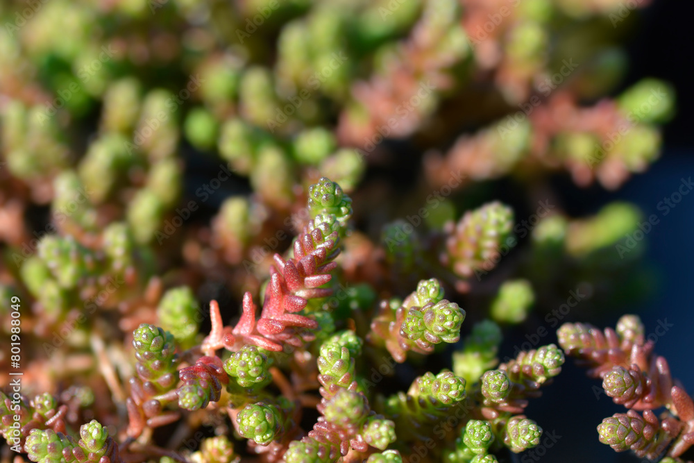 Goldmoss stonecrop leaves