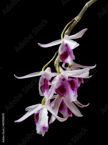 Closeup view of bright pink purple and white flowers of epiphytic tropical orchid species dendrobium anosmum isolated on black background