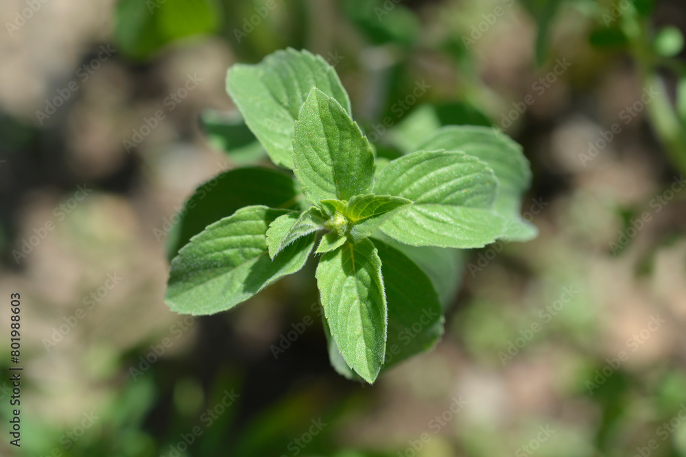 Camphor basil leaves Camphor basil leaves