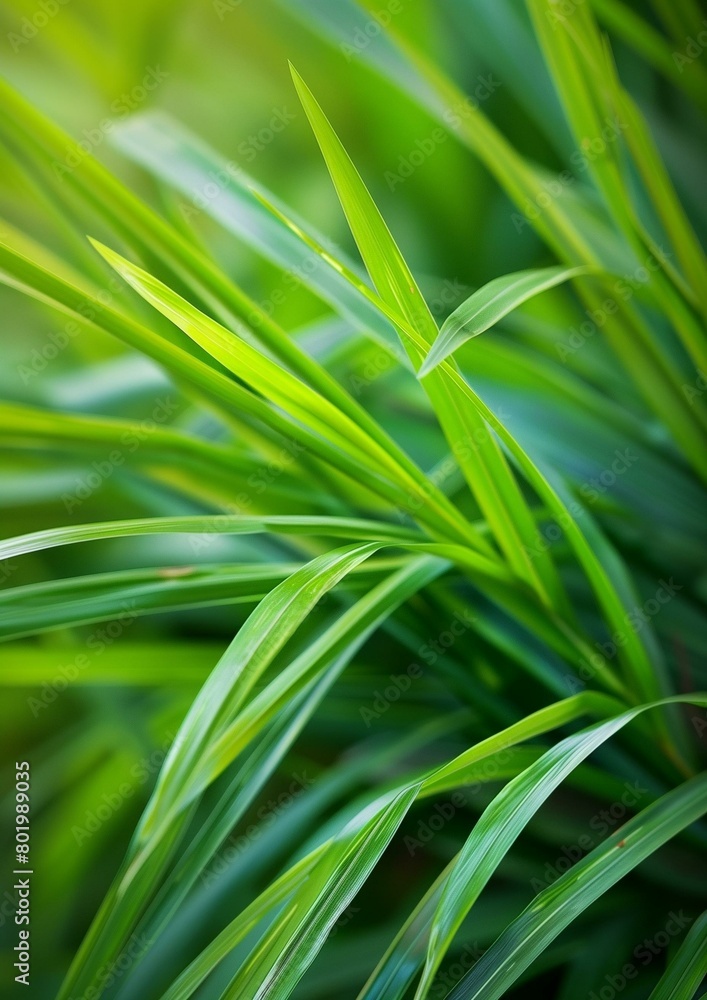 Vibrant Green Palm Leaves Close-up for Natural Background Vibrant Green Palm Leaves Close-up for Natural Background