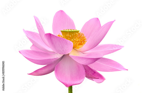 Lotus flower  Nelumbo  Nelumbo nucifera  Nelumbo komarovii ..Beautiful rare blooming lotus on a white background