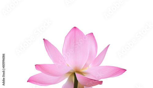 Lotus flower (Nelumbo, Nelumbo nucifera, Nelumbo komarovii)..Beautiful rare blooming lotus on a white background
