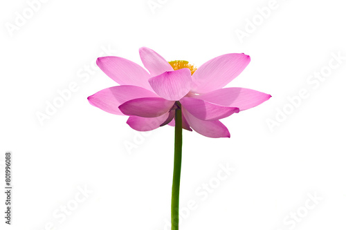 Lotus flower (Nelumbo, Nelumbo nucifera, Nelumbo komarovii)..Beautiful rare blooming lotus on a white background photo