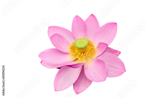 Lotus flower  Nelumbo  Nelumbo nucifera  Nelumbo komarovii ..Beautiful rare blooming lotus on a white background