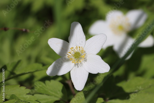 Sweden. Anemonoides nemorosa, the wood anemone, is an early-spring flowering plant in the buttercup family Ranunculaceae, native to Europe. 
