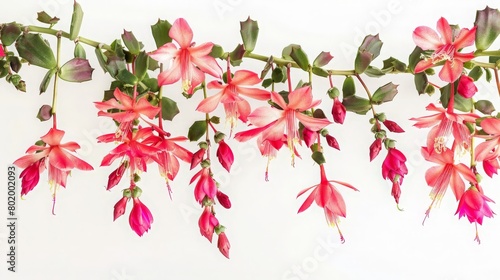 Flowering Christmas Cactus with cascading branches, vibrant against white