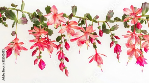 Wallpaper Mural Flowering Christmas Cactus with cascading branches, vibrant against white Torontodigital.ca