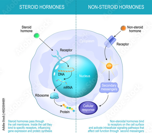 Difference between non-steroid hormones and steroid hormones photo