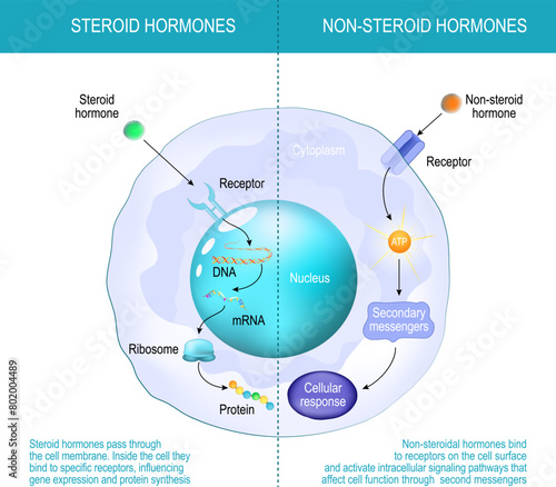Difference between non-steroid hormones and steroid hormones