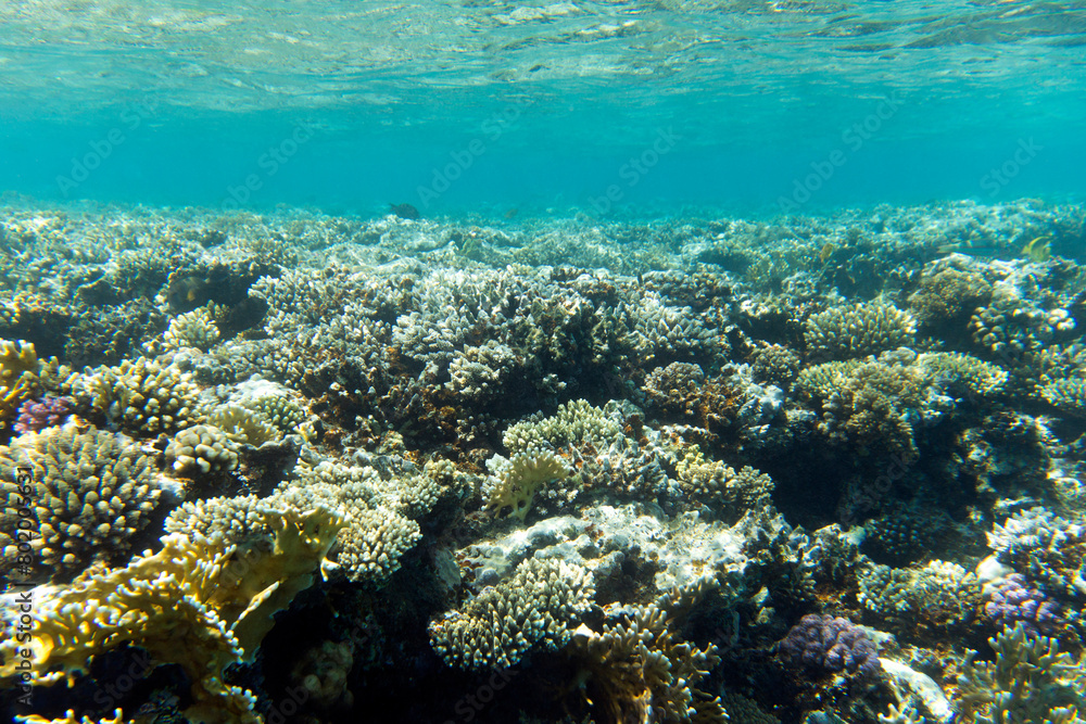 a view of coral reef