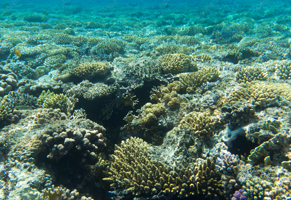 a view of coral reef