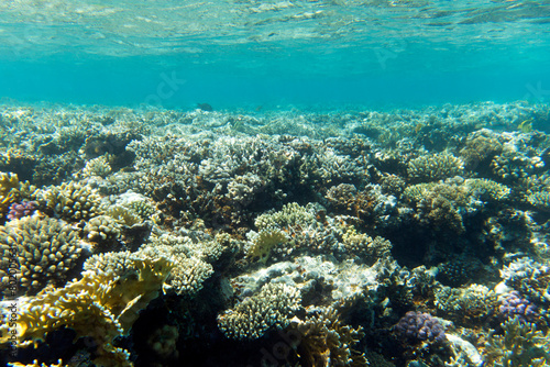 a view of coral reef