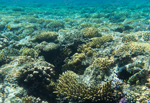 a view of coral reef