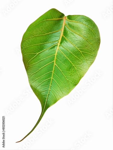 green bodhi leaf