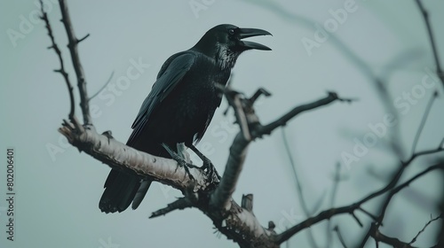 Solitary Crow Perched on Desolate Tree Branch Harbinger of Ominous Tidings