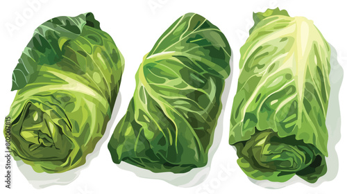 Four of uncooked cabbage rolls on white background Vector