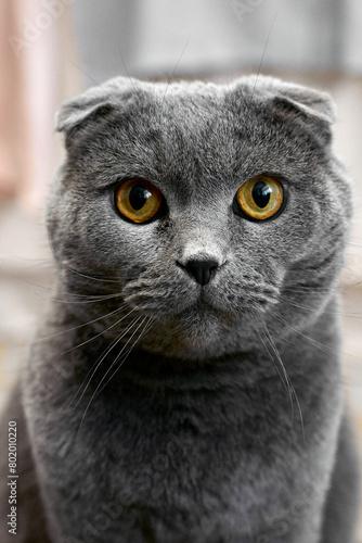 close-up portrait of a cat of the British Fold breed