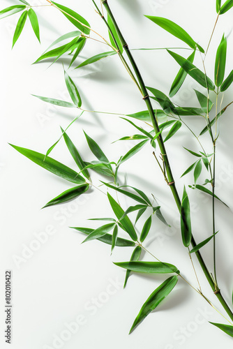 A bamboo plant with green leaves is shown on a white background