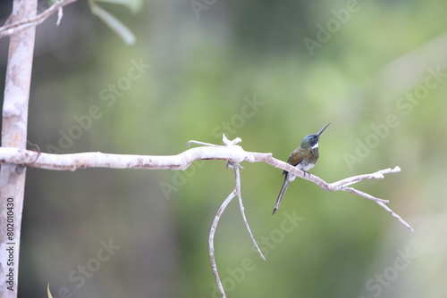The bronzy jacamar (Galbula leucogastra) is a species of bird in the family Galbulidae. This photo was taken in Colombia. photo