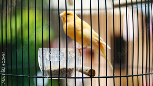 Yellow canary bird in a cage. photo