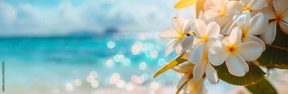 Fototapeta premium A beautiful white and yellow frangipani flowers on the beach with a blue sky background banner, space for text,